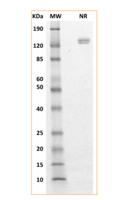 MW: Molecular Weight marker reduced condition
NR: Nectin-4 dimer under non-reducing condition
